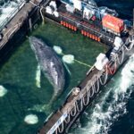 O jovem macho foi guiado através de um canal recentemente dragado até uma barcaça cheia de água normalmente usada para transportar navios.