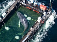 Timmy, a baleia jubarte, libertada no Mar do Norte depois de semanas encalhada na Alemanha O jovem macho foi guiado através de um canal recentemente dragado até uma barcaça cheia de água normalmente usada para transportar navios.
