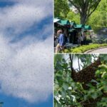 'Tornado de abelhas' invade a Casa Branca