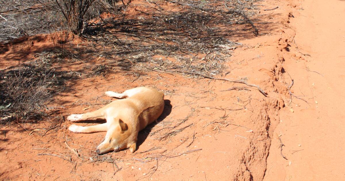Trabalhistas são pegos em acordo enquanto regiões ficam indefesas contra cães selvagens: Hunter