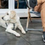 Treinador revela cinco comportamentos negligenciados que sinalizam um cachorro feliz