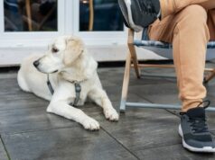 Treinador revela cinco comportamentos negligenciados que sinalizam um cachorro feliz Treinador revela cinco comportamentos negligenciados que sinalizam um cachorro feliz