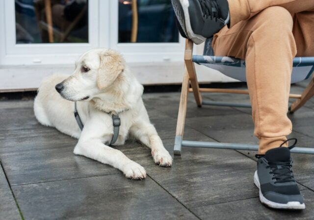 Treinador revela cinco comportamentos negligenciados que sinalizam um cachorro feliz
