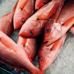 Trump expande a pesca do pargo enquanto alerta os críticos sobre a pesca excessiva
