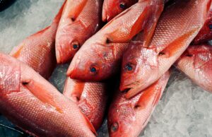 Trump expande a pesca do pargo enquanto alerta os críticos sobre a pesca excessiva Trump expande a pesca do pargo enquanto alerta os críticos sobre a pesca excessiva