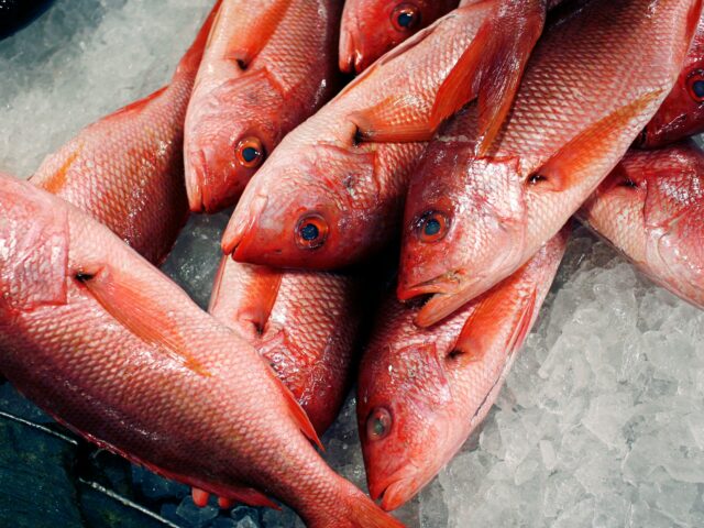 Trump expande a pesca do pargo enquanto alerta os críticos sobre a pesca excessiva
