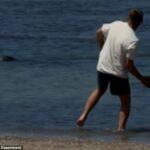 Igor Lytvynchuk, 38 anos, foi visto diante das câmeras jogando uma pedra em uma foca-monge havaiana em 5 de maio em Lahaina