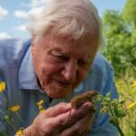 Uma retrospectiva do trabalho de David Attenborough quando ele completa 100 anos