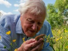 Uma retrospectiva do trabalho de David Attenborough quando ele completa 100 anos Uma retrospectiva do trabalho de David Attenborough quando ele completa 100 anos