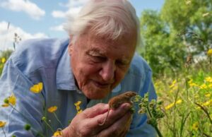 Uma retrospectiva do trabalho de David Attenborough quando ele completa 100 anos Uma retrospectiva do trabalho de David Attenborough quando ele completa 100 anos