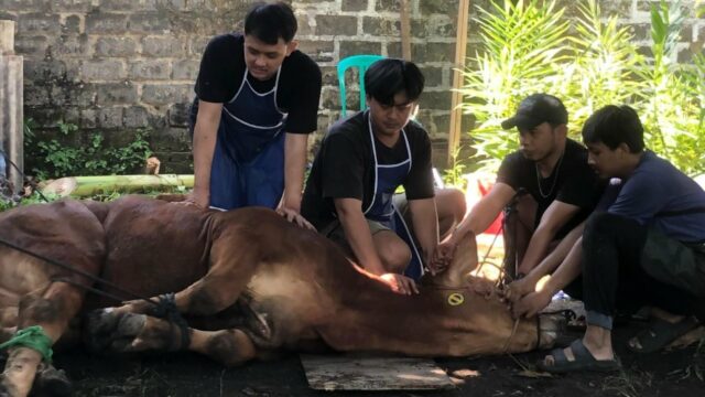 Umat ​​​​muçulmano Wajib Tahu, Ini Kriteria Hewan Kurban yang Dianjurkan Islam
