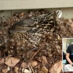 Veja o que fazer – e o que não fazer – se você encontrar um animal fazendo ninho perto de sua casa nesta primavera
