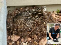 Veja o que fazer – e o que não fazer – se você encontrar um animal fazendo ninho perto de sua casa nesta primavera Veja o que fazer – e o que não fazer – se você encontrar um animal fazendo ninho perto de sua casa nesta primavera