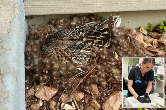 Veja o que fazer – e o que não fazer – se você encontrar um animal fazendo ninho perto de sua casa nesta primavera
