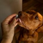 Uma imagem de um dono dando uma pílula ao seu cachorro.