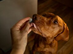 Veterinários revelam as seis coisas a serem observadas em probióticos para cães Uma imagem de um dono dando uma pílula ao seu cachorro.