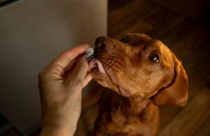 Veterinários revelam as seis coisas a serem observadas em probióticos para cães Uma imagem de um dono dando uma pílula ao seu cachorro.