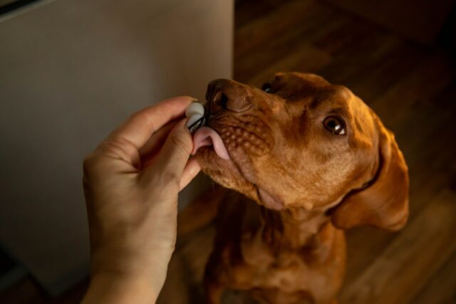 Veterinários revelam as seis coisas a serem observadas em probióticos Uma imagem de um dono dando uma pílula ao seu cachorro.