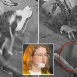 Vídeo chocante mostra mulher mergulhando quando a calçada se abre repentinamente para passear com o cachorro