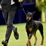 Westminster Kennel Club Dog Show muda para Netflix a partir do próximo ano sob o novo acordo