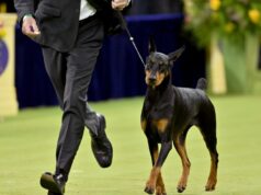 Westminster Kennel Club Dog Show muda para Netflix a partir do próximo ano sob o novo acordo Westminster Kennel Club Dog Show muda para Netflix a partir do próximo ano sob o novo acordo