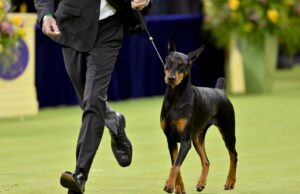 Westminster Kennel Club Dog Show muda para Netflix a partir do próximo ano sob o novo acordo Westminster Kennel Club Dog Show muda para Netflix a partir do próximo ano sob o novo acordo