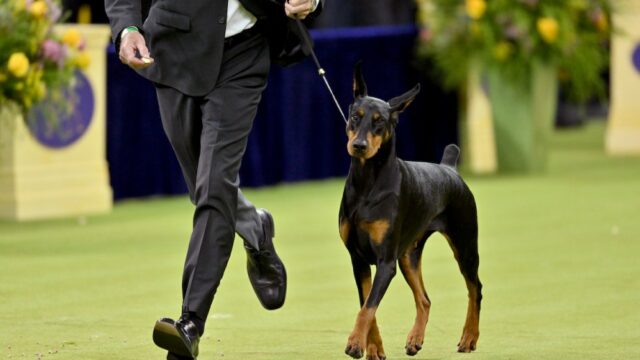 Westminster Kennel Club Dog Show muda para Netflix a partir Westminster Kennel Club Dog Show muda para Netflix a partir do próximo ano sob o novo acordo