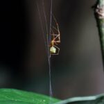 Aranha pequena está pendurada de cabeça para baixo debaixo de uma folha.