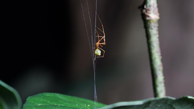 Aranha pequena está pendurada de cabeça para baixo debaixo de uma folha.