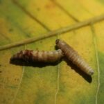 O gado pasta na Reserva da Biosfera Maia, na Guatemala, uma área protegida onde não deveria estar por lei. - Sociedade de Conservação da Vida Selvagem