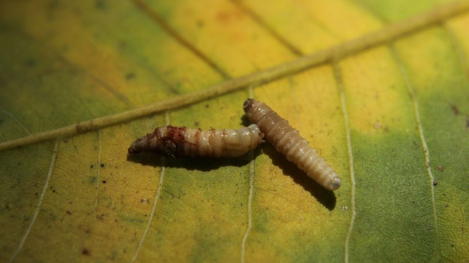 O gado pasta na Reserva da Biosfera Maia, na Guatemala, uma área protegida onde não deveria estar por lei. - Sociedade de Conservação da Vida Selvagem