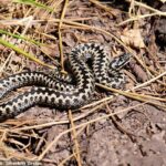 A víbora comum europeia, também conhecida como víbora comum europeia, é a única cobra venenosa da Grã-Bretanha