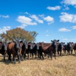 A crise de cotas na China: desafio iminente para o comércio recorde de carne bovina da Austrália
