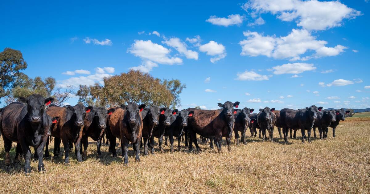 A crise de cotas na China: desafio iminente para o comércio recorde de carne bovina da Austrália