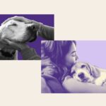 A Stock image shows two dogs getting spoiled by their owners with pets and cuddles.