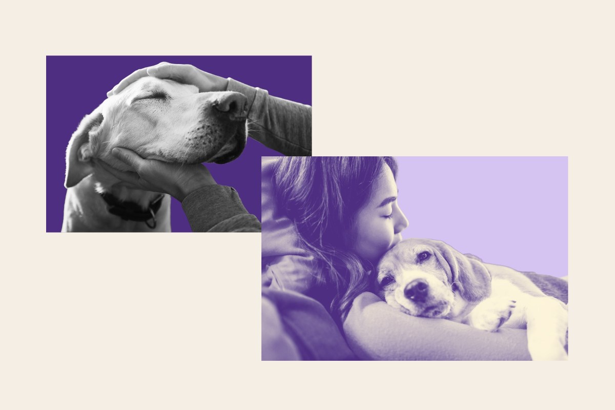 A Stock image shows two dogs getting spoiled by their owners with pets and cuddles.