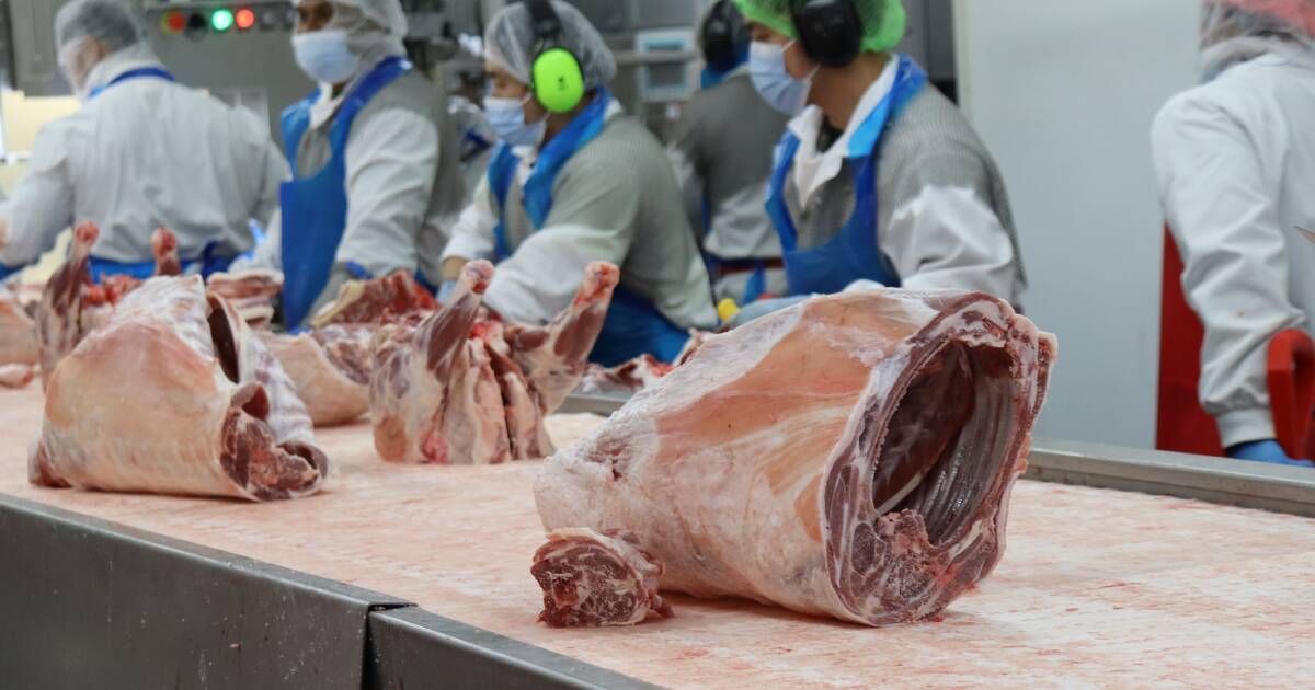 A oportunidade geracional de cordeiro em WA precisa de mais do que apenas bons preços