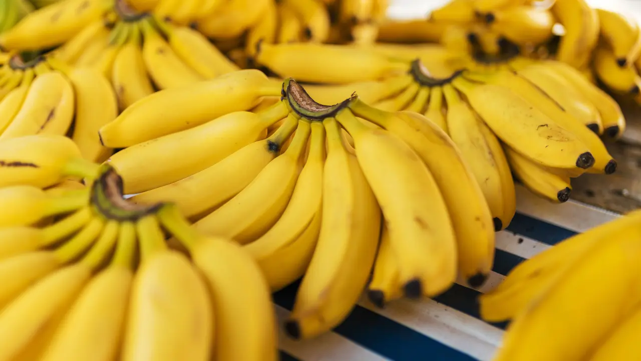 Agricultores do MP se alegram quando Burhanpur Banana recebe a prestigiosa GI Tag