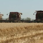 Após ano agrícola de US$ 100 bilhões, fazendas se preparam para queda média de lucro de 70%