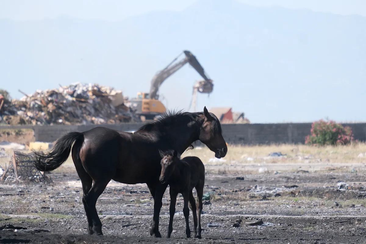 Ativistas do bem-estar animal em Montenegro preocupados com cavalos no escaldante calor europeu