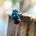 A picture of the New World screw worm fly, or screwworm for short.
