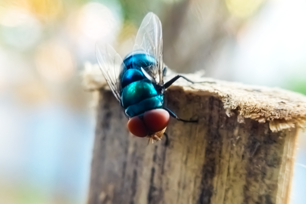 A picture of the New World screw worm fly, or screwworm for short.