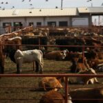 Canadá proíbe gado do Texas por causa de surto de bicheira carnívora nos EUA