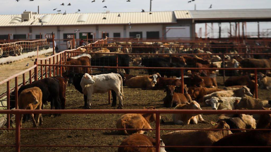Canadá proíbe gado do Texas por causa de surto de bicheira carnívora nos EUA