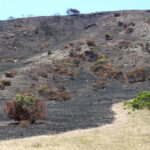 Sasha Travaglio, integrante da Resposta de Emergência em Áreas Queimadas, inspeciona a área de acampamento da Ilha de Santa Rosa em 8 de junho. Parte do Parque Nacional das Ilhas do Canal, na costa do condado de Ventura, a ilha remota permanecerá fechada aos visitantes até pelo menos 30 de junho, depois que um incêndio queimou mais de um terço da terra.