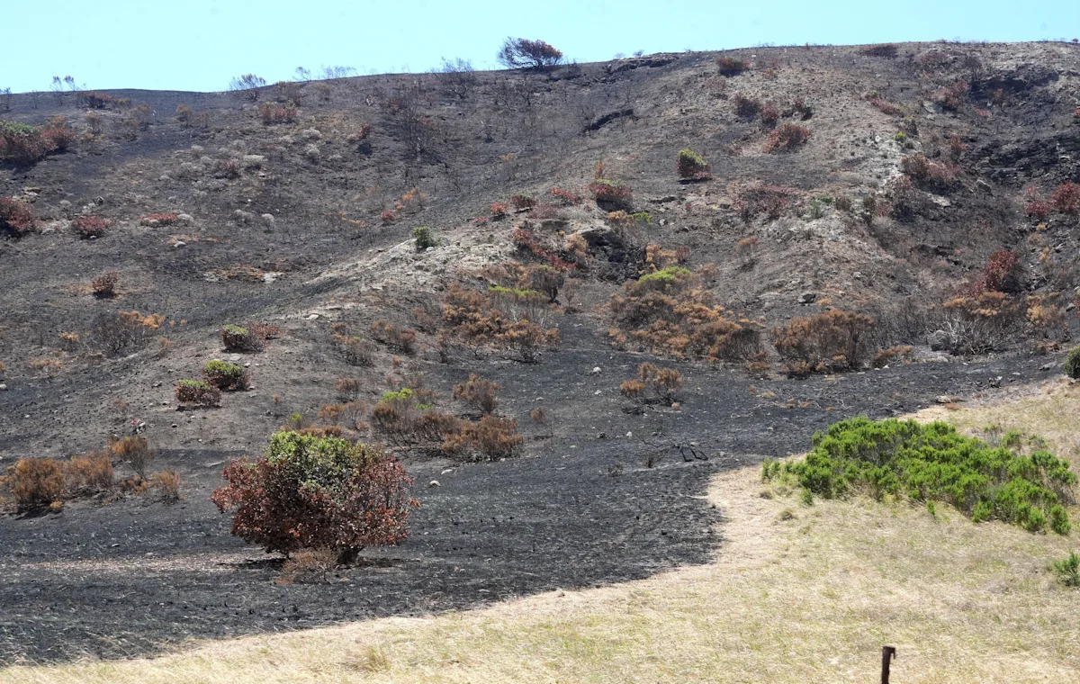 Sasha Travaglio, integrante da Resposta de Emergência em Áreas Queimadas, inspeciona a área de acampamento da Ilha de Santa Rosa em 8 de junho. Parte do Parque Nacional das Ilhas do Canal, na costa do condado de Ventura, a ilha remota permanecerá fechada aos visitantes até pelo menos 30 de junho, depois que um incêndio queimou mais de um terço da terra.