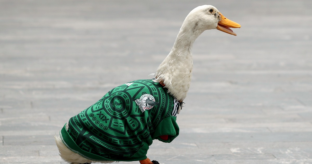 Merlin, o Pato, vestido com a camisa da seleção mexicana em 16 de junho de 2026 na Cidade do México.
