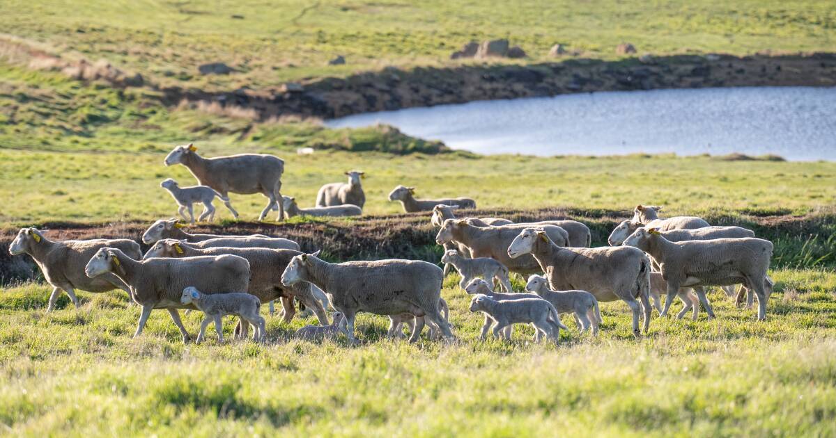Compreendendo a pressão do lado da oferta no setor de ovinos e cordeiros australianos