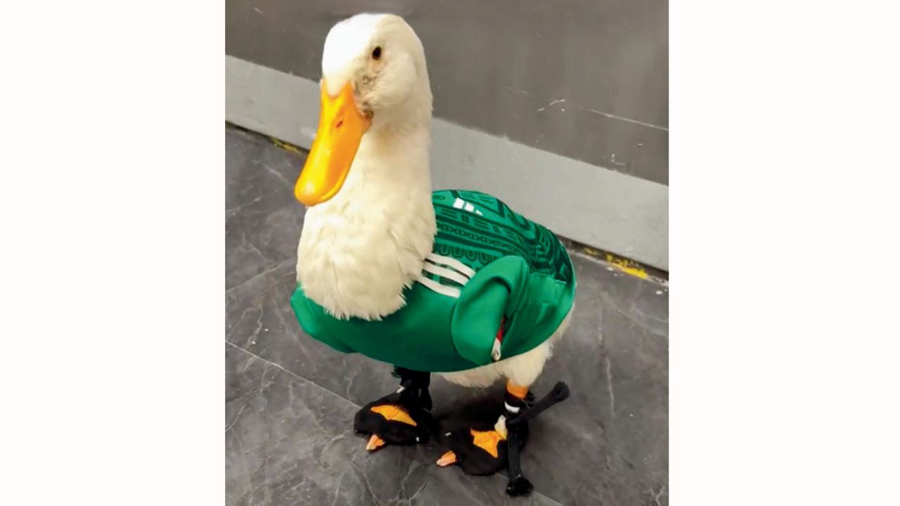 Copa do Mundo FIFA 2026: o pato Merlin se torna a nova sensação da internet