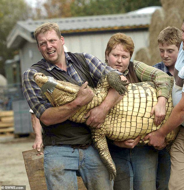 Criança criticada após ser 'jogada' em uma cova de crocodilos no zoológico e 'resgatada pela esposa do dono' - enquanto homem é detido por tentativa de homicídio de uma criança de três anos
